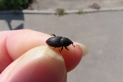 Sphenophorus striatopunctatus