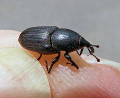 Sphenophorus striatopunctatus