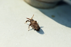 Asiraca