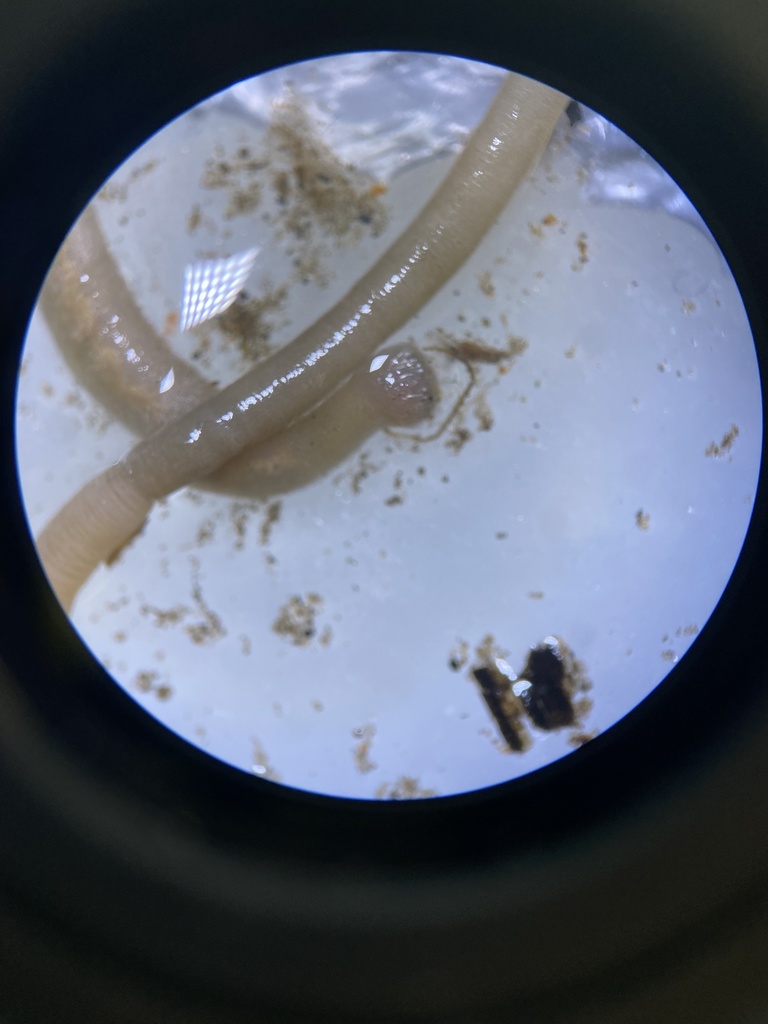 glistenworm