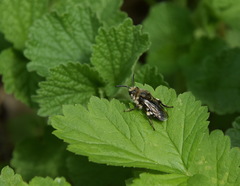 Melecta albifrons