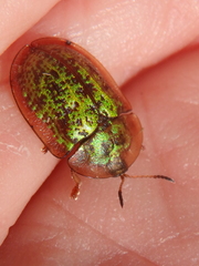 Cassida canaliculata