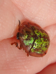 Cassida canaliculata