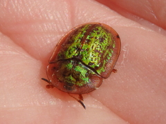 Cassida canaliculata