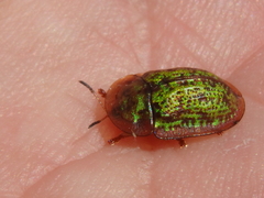 Cassida canaliculata