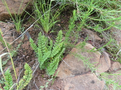 Cheilanthes hirta hirta