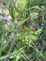 Helenium microcephalum