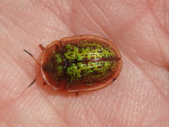 Cassida canaliculata