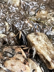 Nebria eschscholtzii