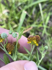 Helenium microcephalum