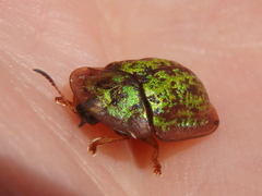 Cassida canaliculata