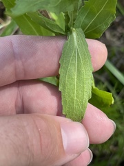 Helenium microcephalum
