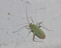 Phytocoris delicatulus