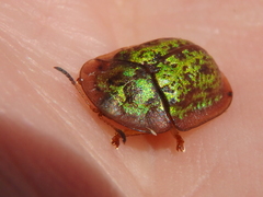 Cassida canaliculata