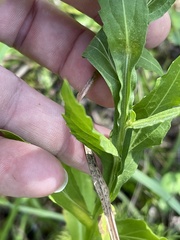 Helenium microcephalum