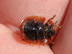 Cassida canaliculata
