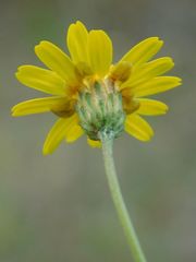 Ursinia punctata