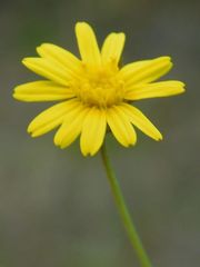 Ursinia punctata
