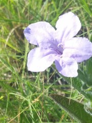 Ruellia nudiflora nudiflora