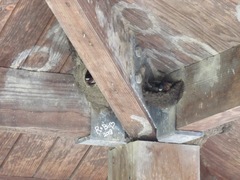 Petrochelidon pyrrhonota pyrrhonota