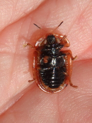 Cassida canaliculata