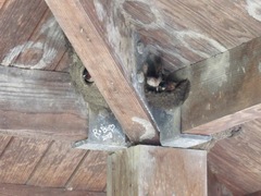 Petrochelidon pyrrhonota pyrrhonota