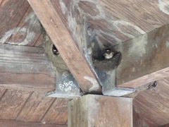 Petrochelidon pyrrhonota pyrrhonota