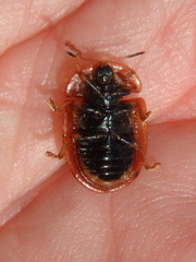Cassida canaliculata