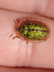 Cassida canaliculata