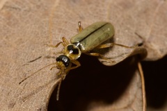 Metacantharis clypeata