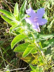 Ruellia nudiflora nudiflora