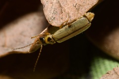 Metacantharis clypeata