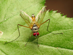 Cholomyia inaequipes