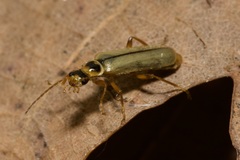 Metacantharis clypeata