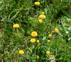 Ranunculus propinquus