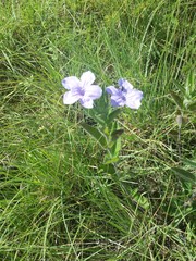 Ruellia nudiflora nudiflora