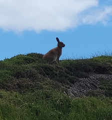 Lepus timidus hibernicus