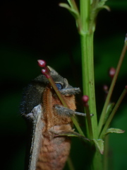 Automeris liberia