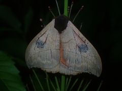 Automeris liberia