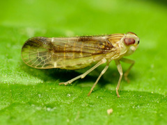 Haplaxius