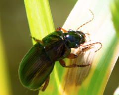 Harpalus