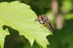 Pamponerus germanicus