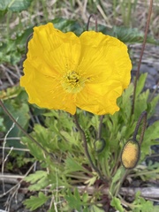 Papaver croceum