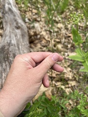 Carex siccata