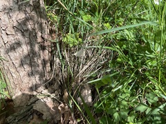 Petrophora chlorosata