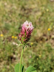 Trifolium incarnatum molinerii
