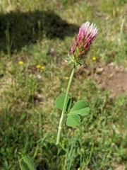 Trifolium incarnatum molinerii