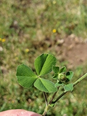 Trifolium incarnatum molinerii