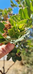 Arctostaphylos catalinae