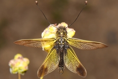 Libelloides ictericus